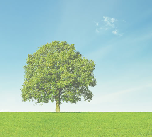 trees